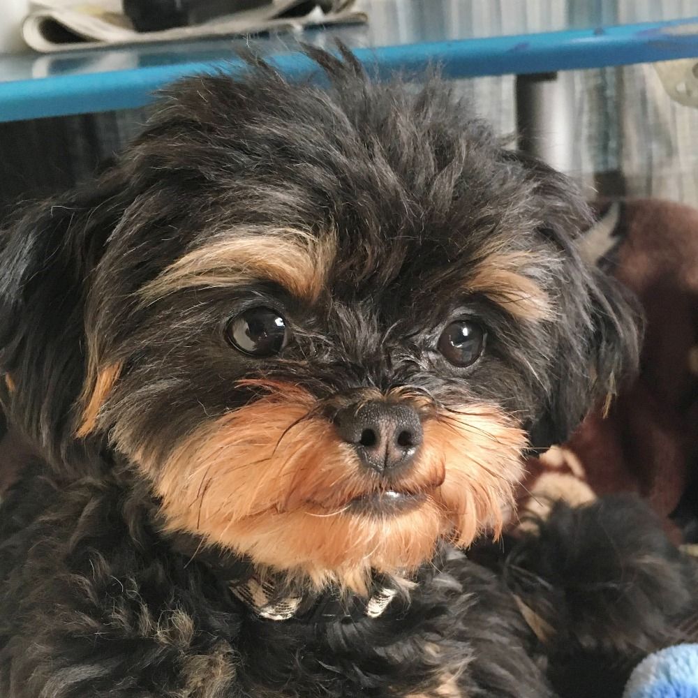式守　が・え・で・ずん