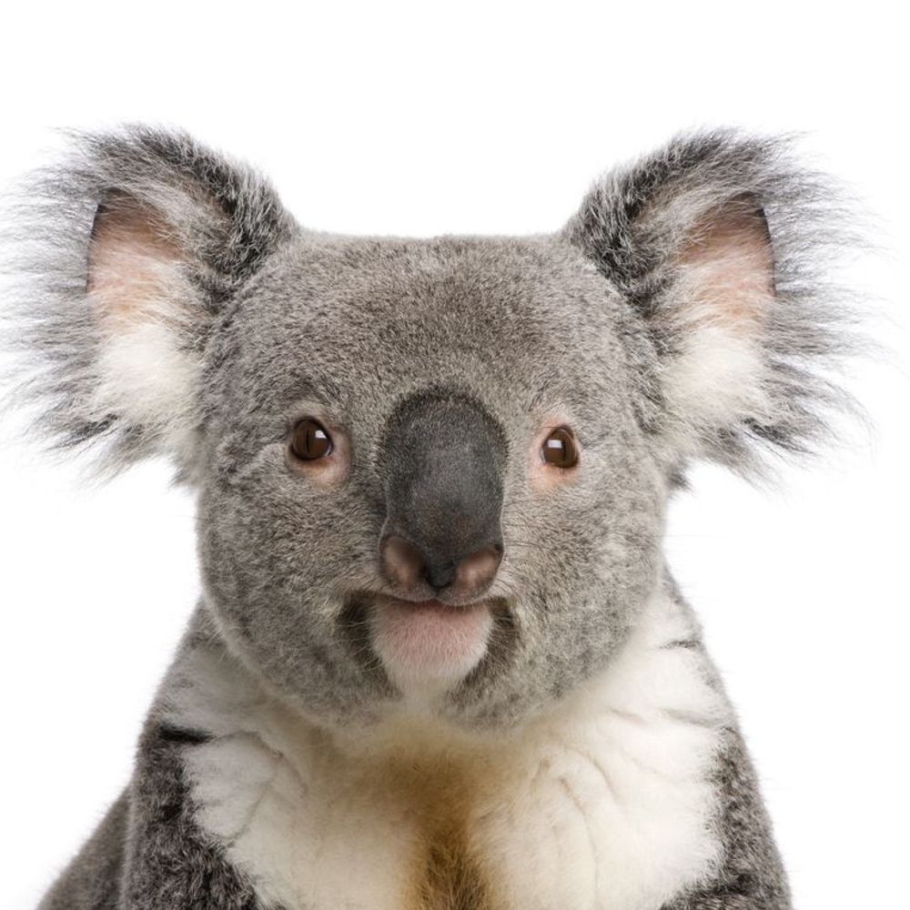 Koalakumallllll