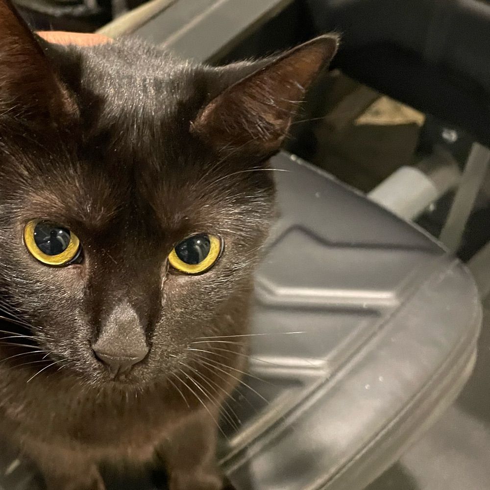 Magictomcat 