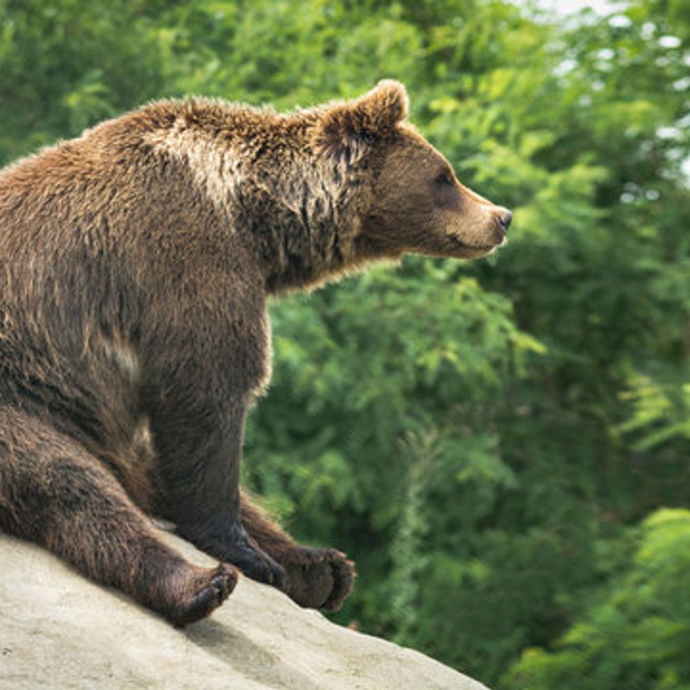 Bear