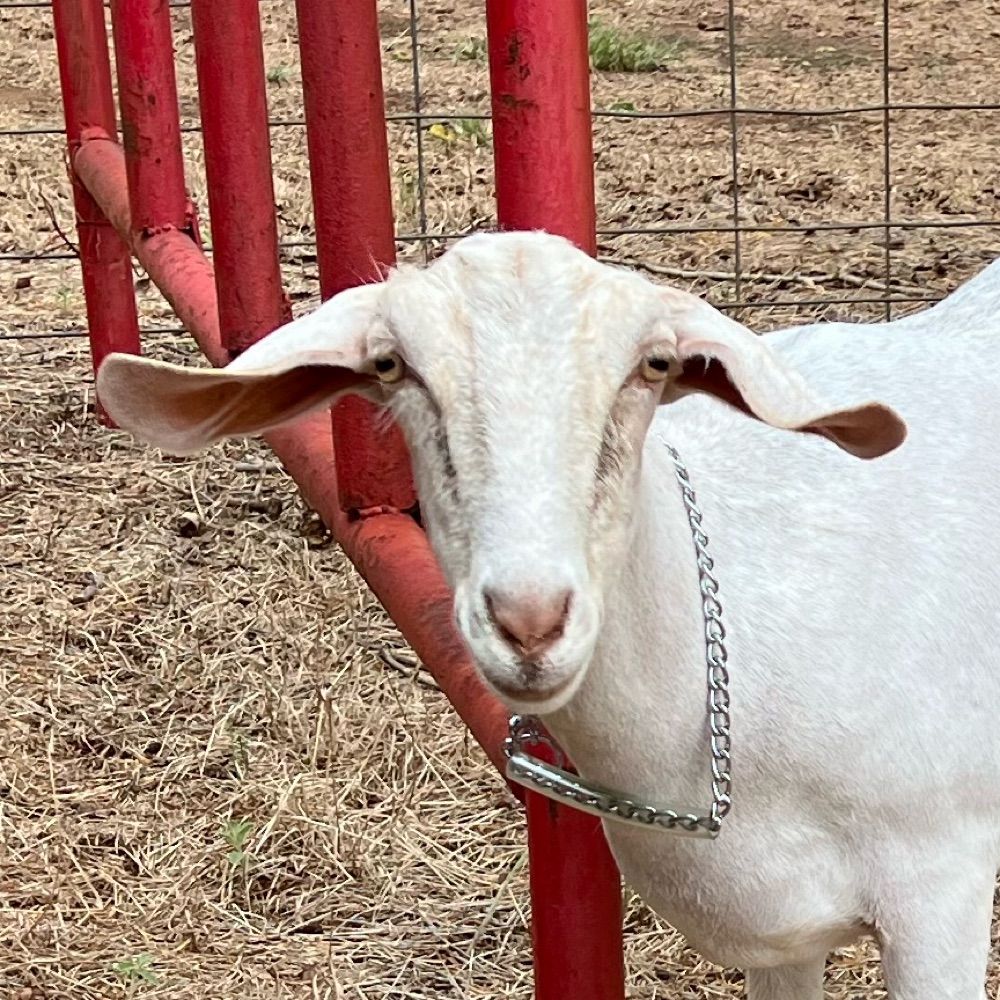A Book-Loving Stock Show Mama