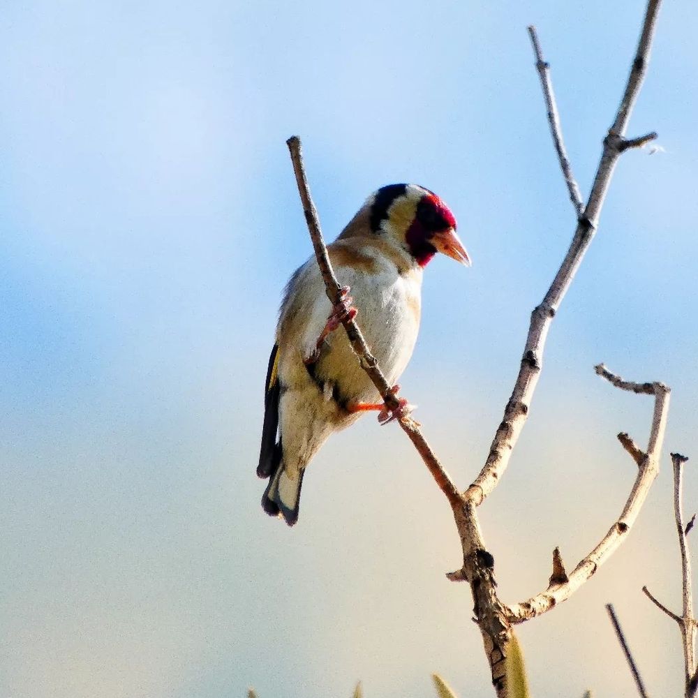 Fringillidae