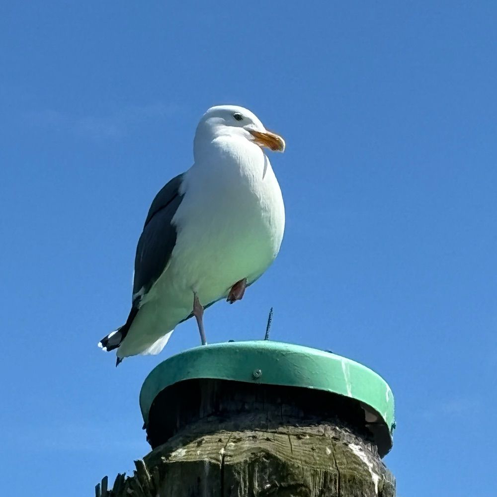 C. Gull