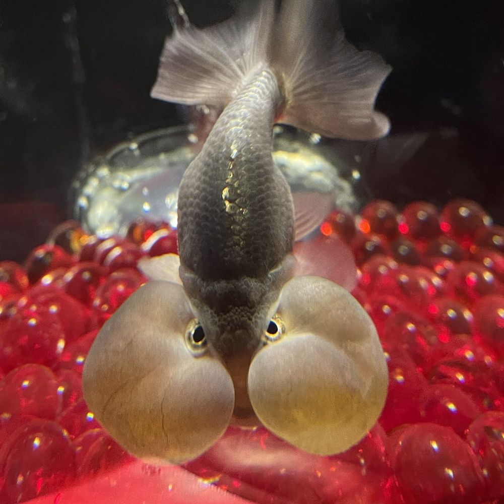 くべ