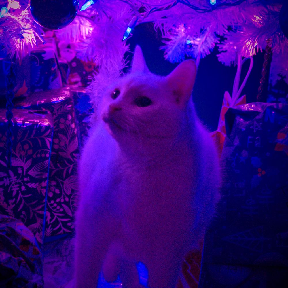 🩸🩸🩸