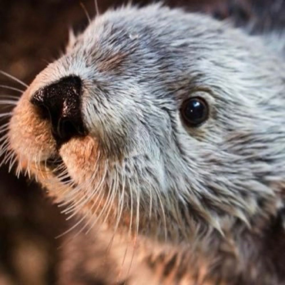 The DMV Otter