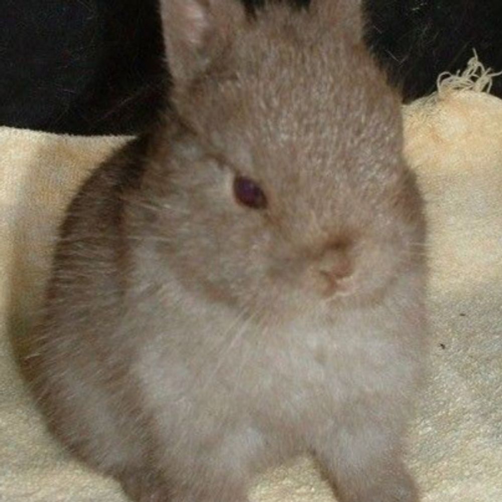 The Bunny!