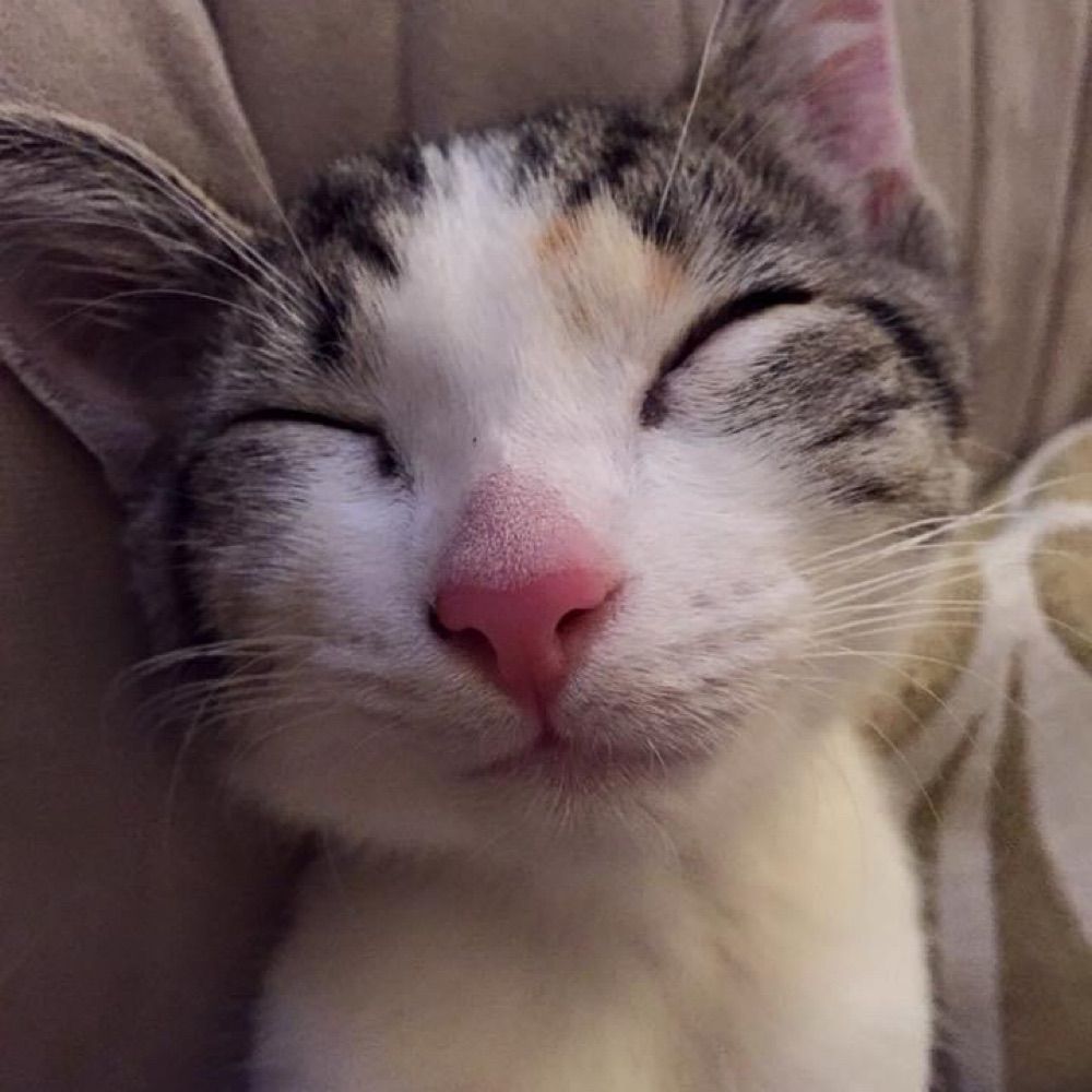 Kazza 😻🍷🏎️