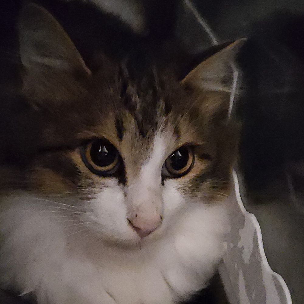 猫お耳犬