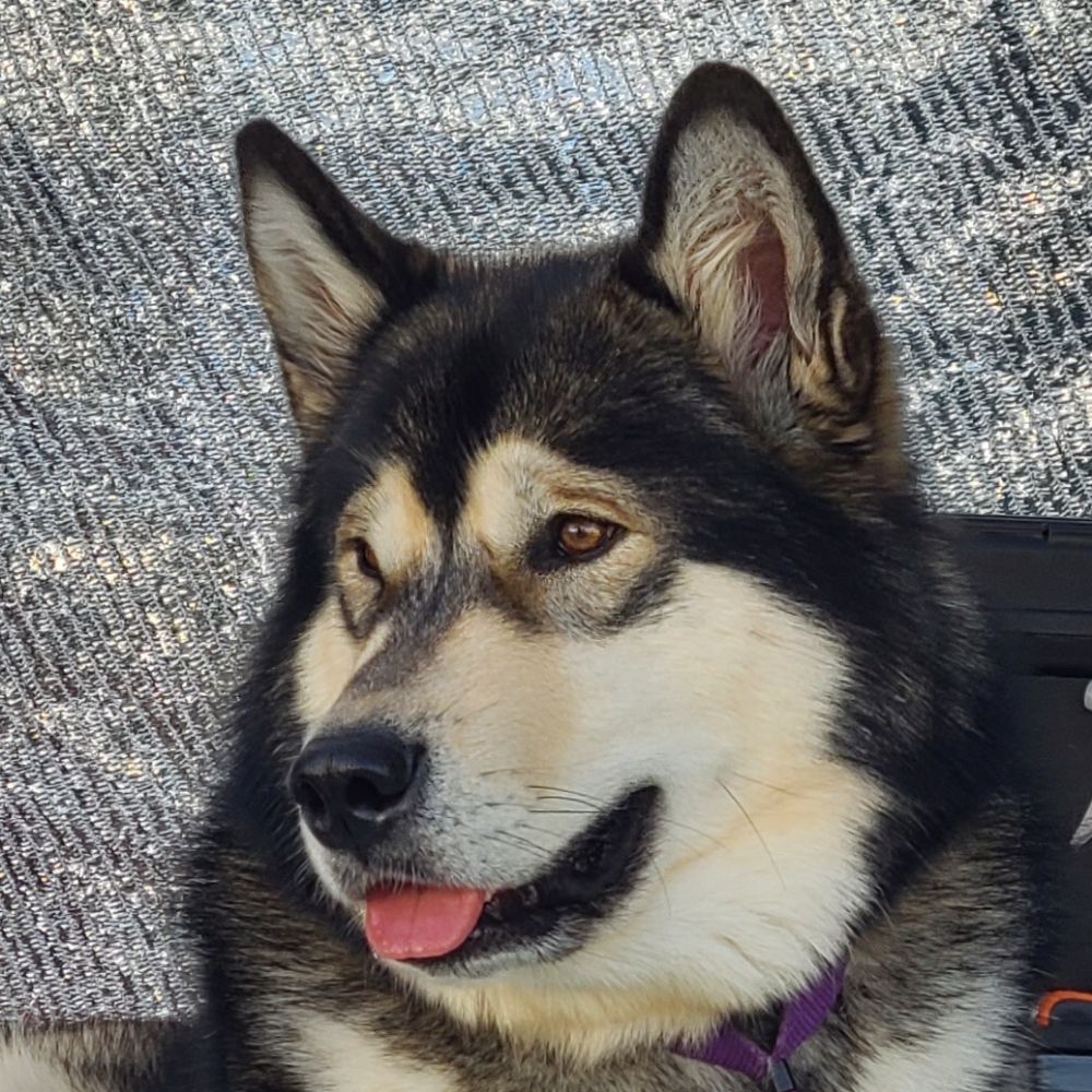 Corvus Canines