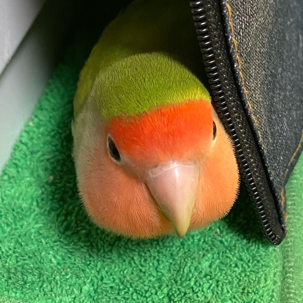 こざなべ
