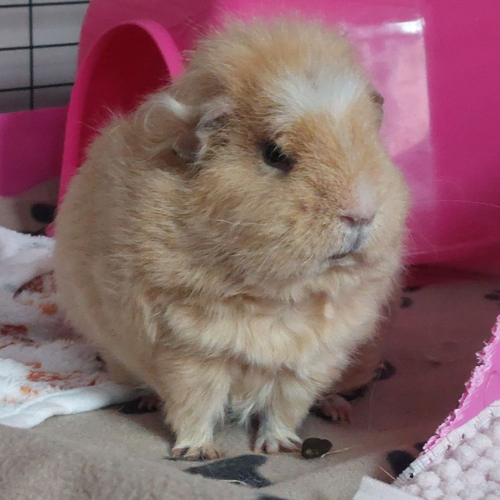 Missy Elliot, the Disapproving Guinea Pig