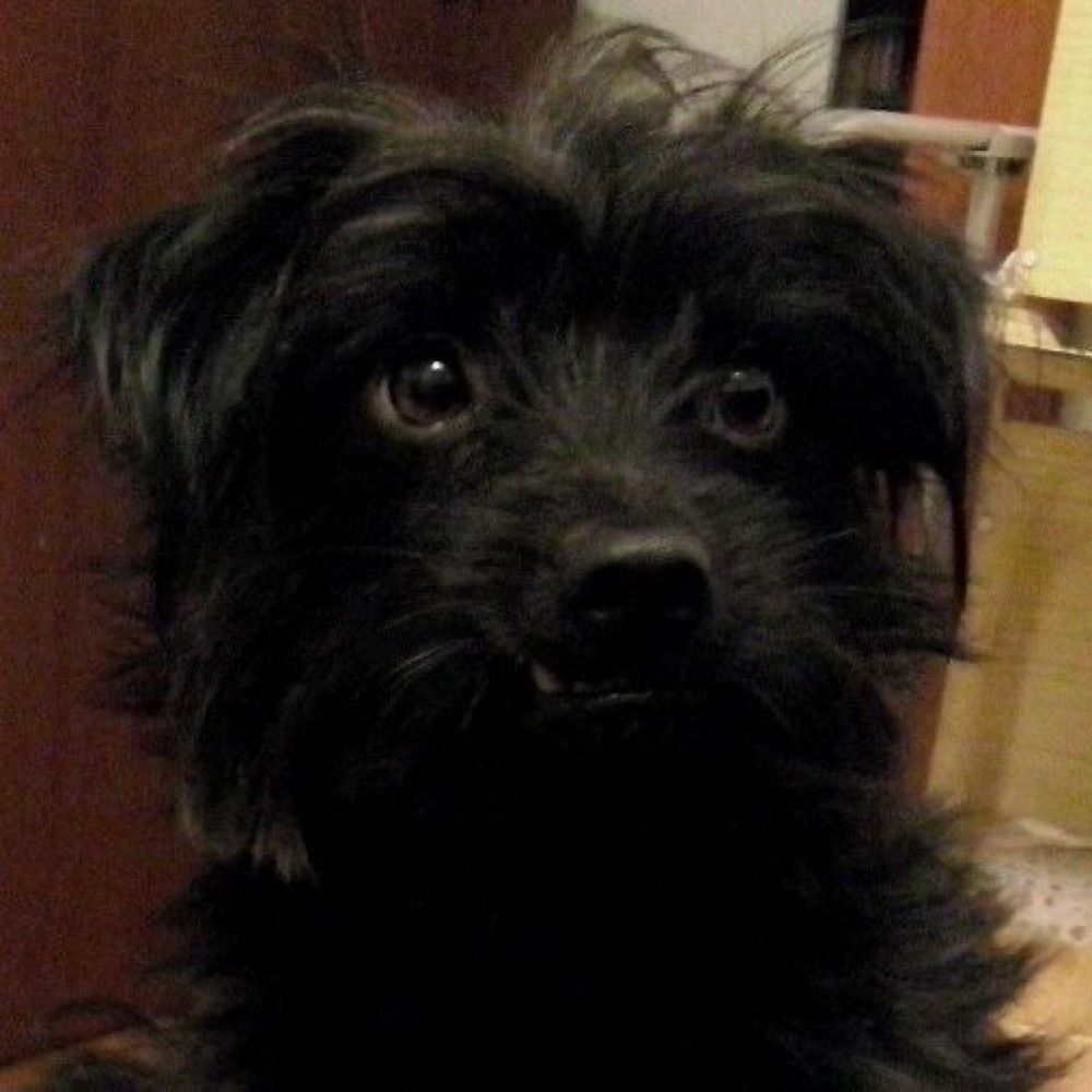 cartapenna
