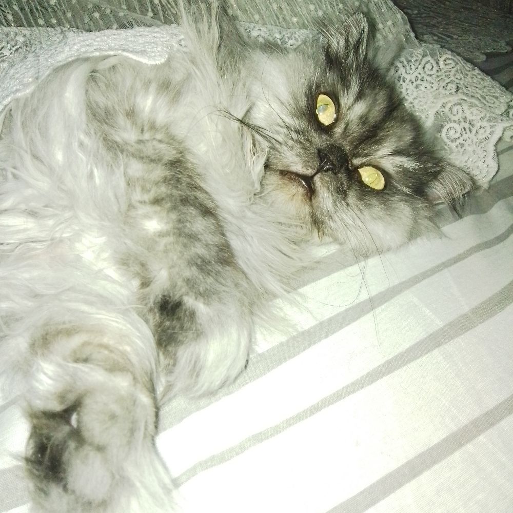 Dilek Atak