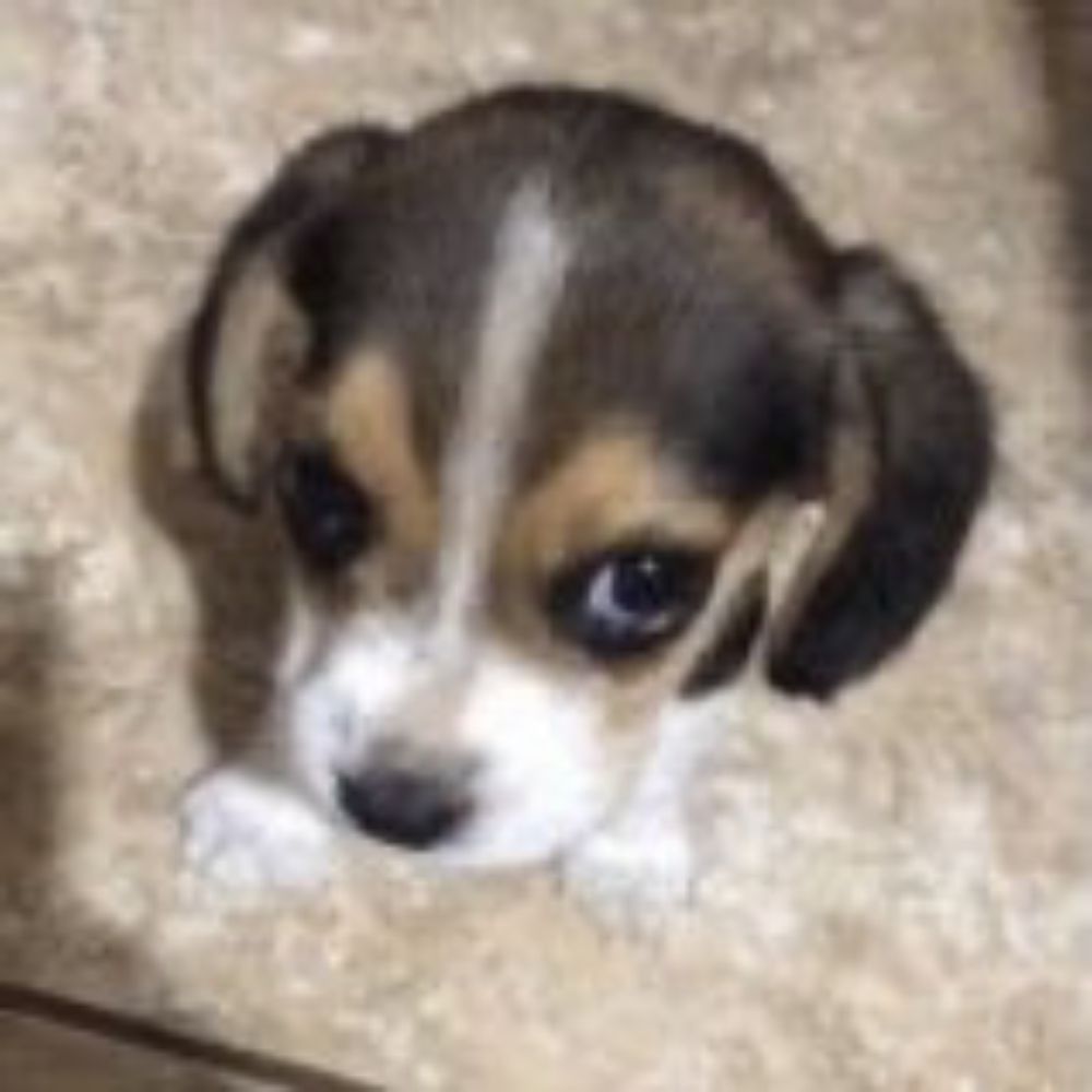 José 