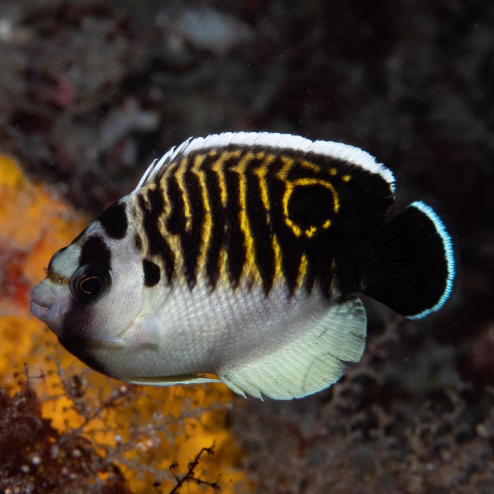South Africa Underwater