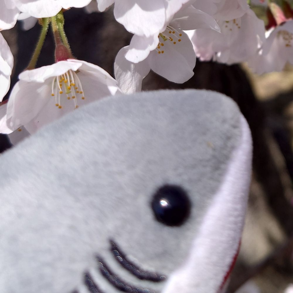 もふぴ