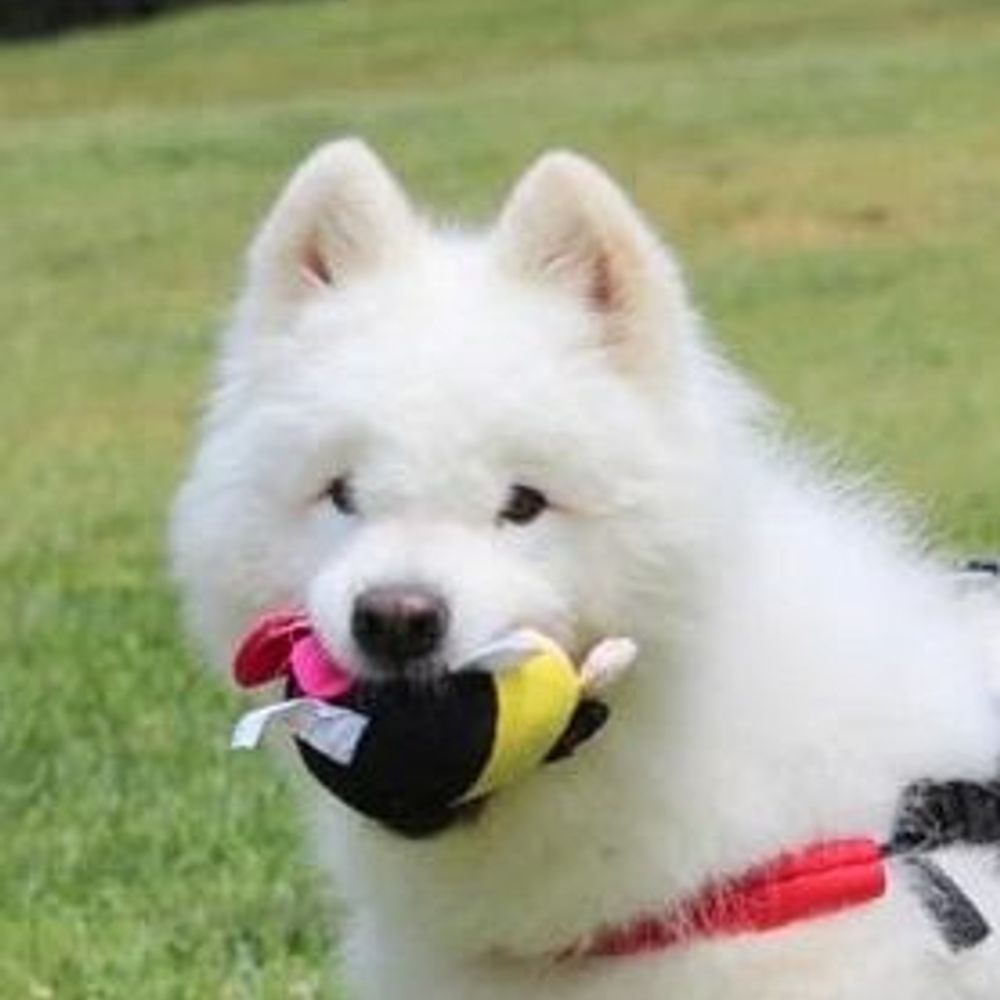 Pets With Disabilities [PWD]