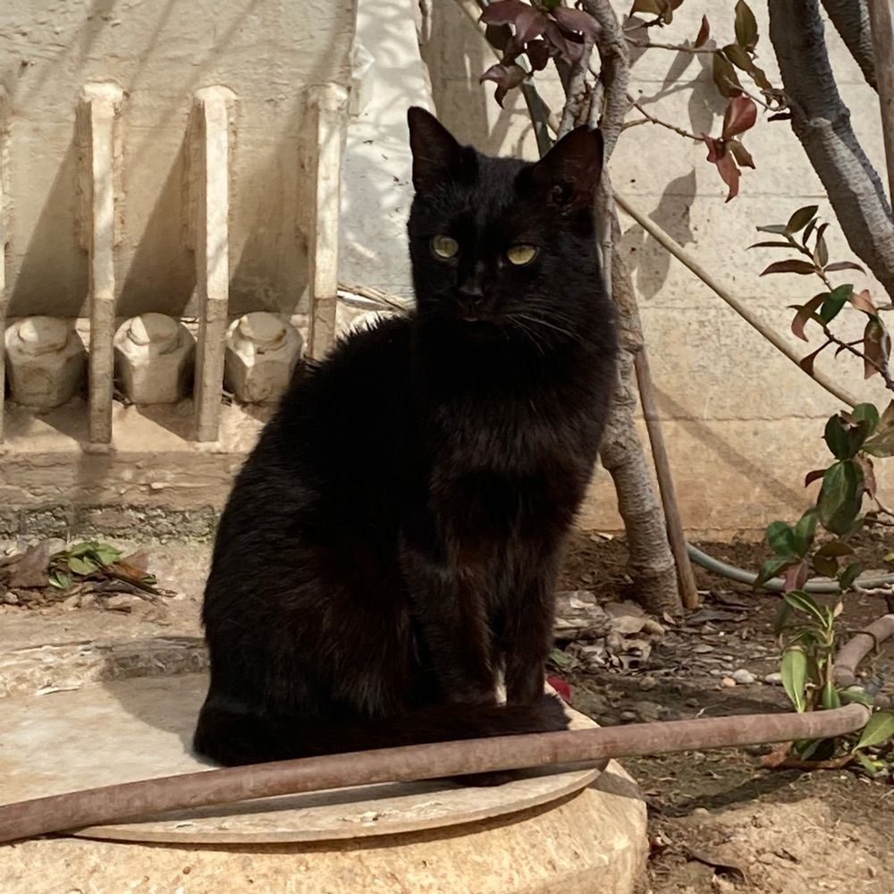Gata