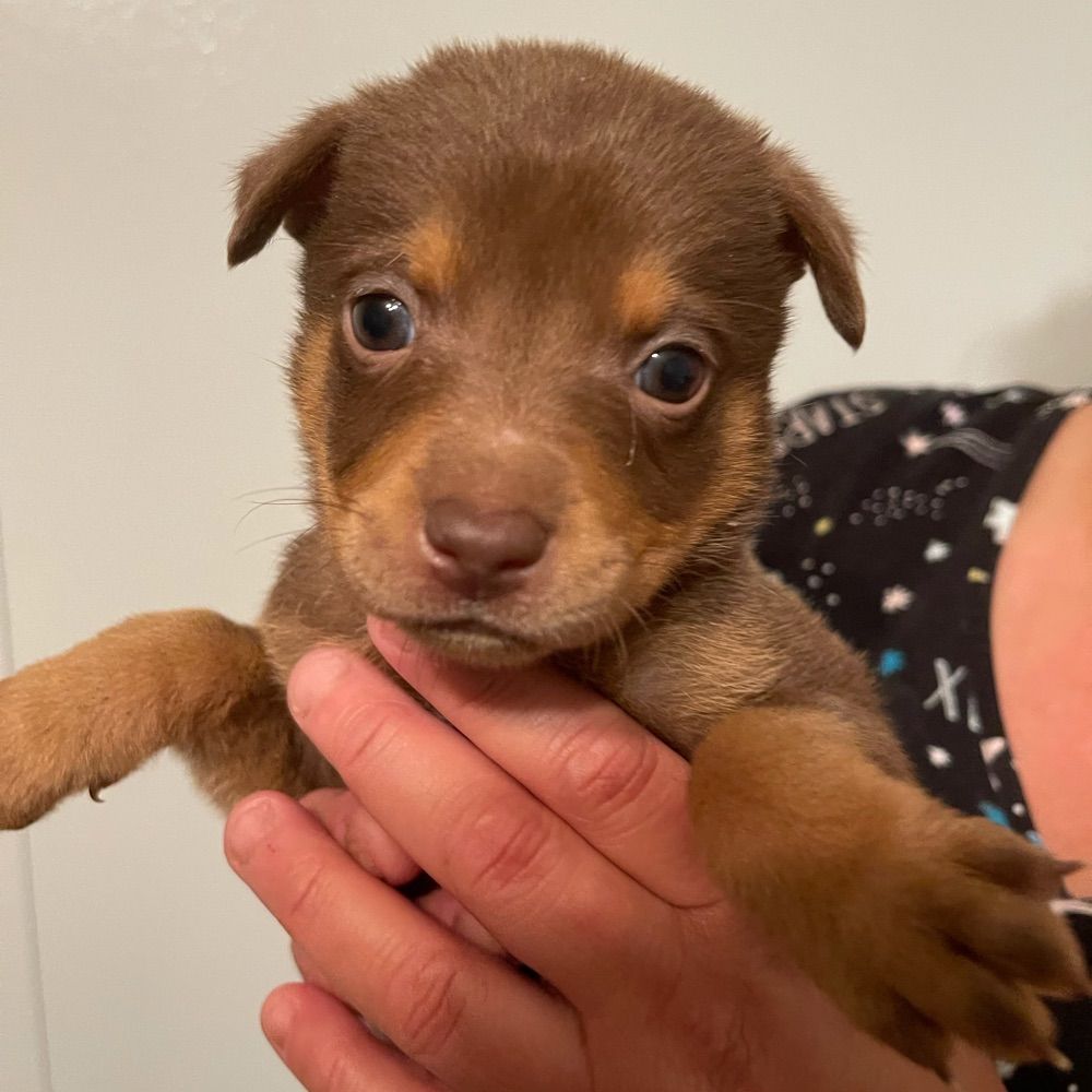 TinkerTheDestroyer