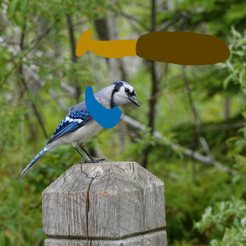 BlueJays