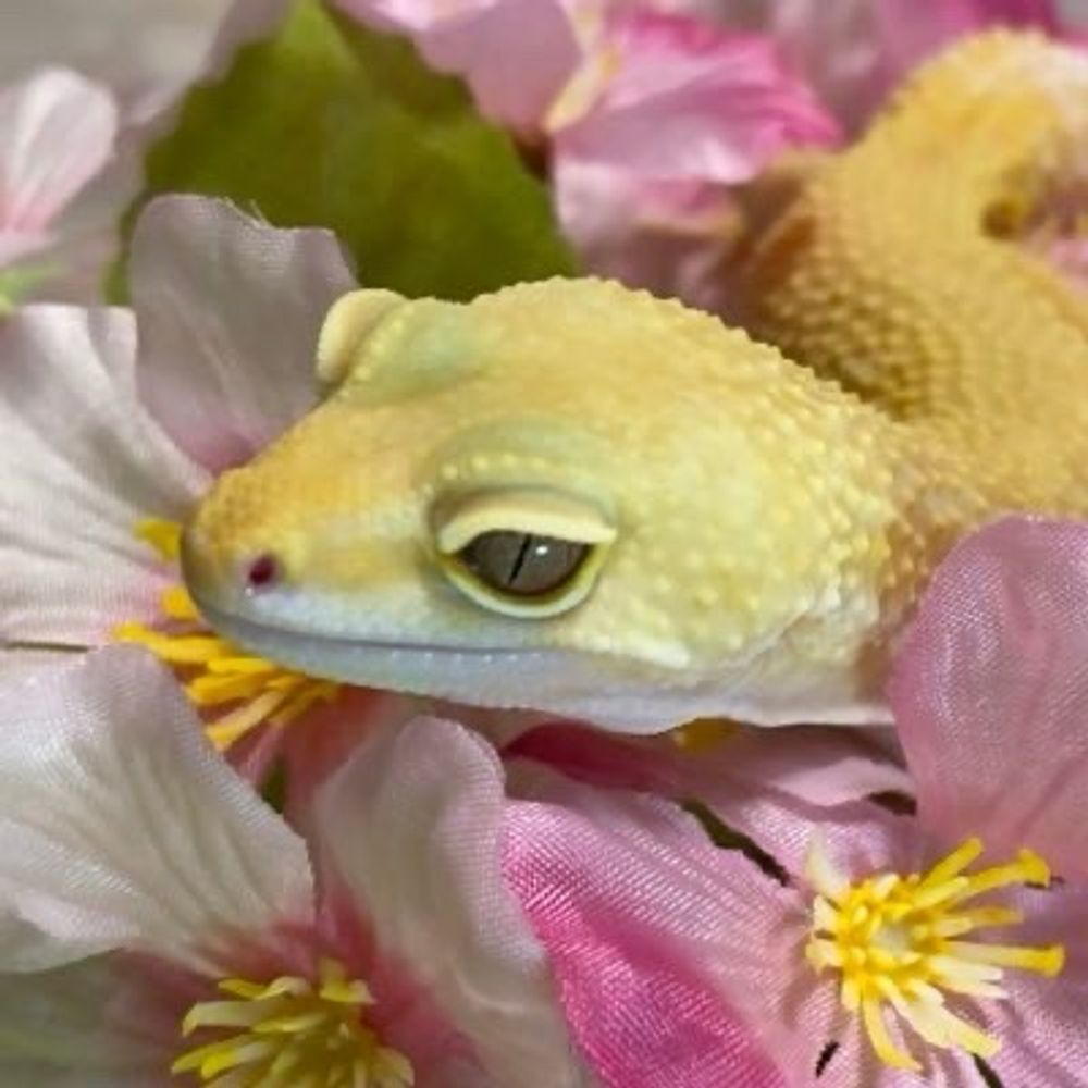 燃音