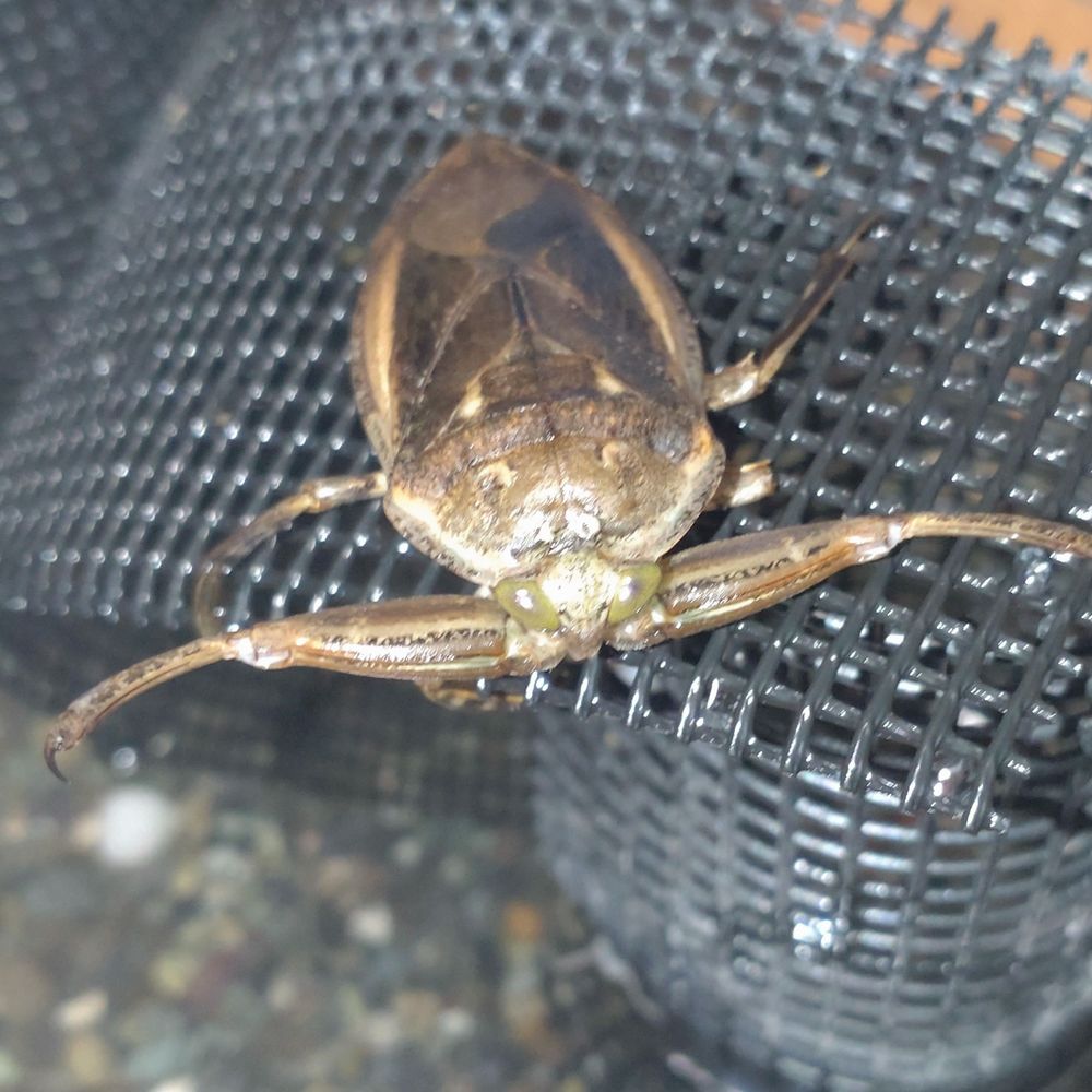 正気を取り戻したたがめさん