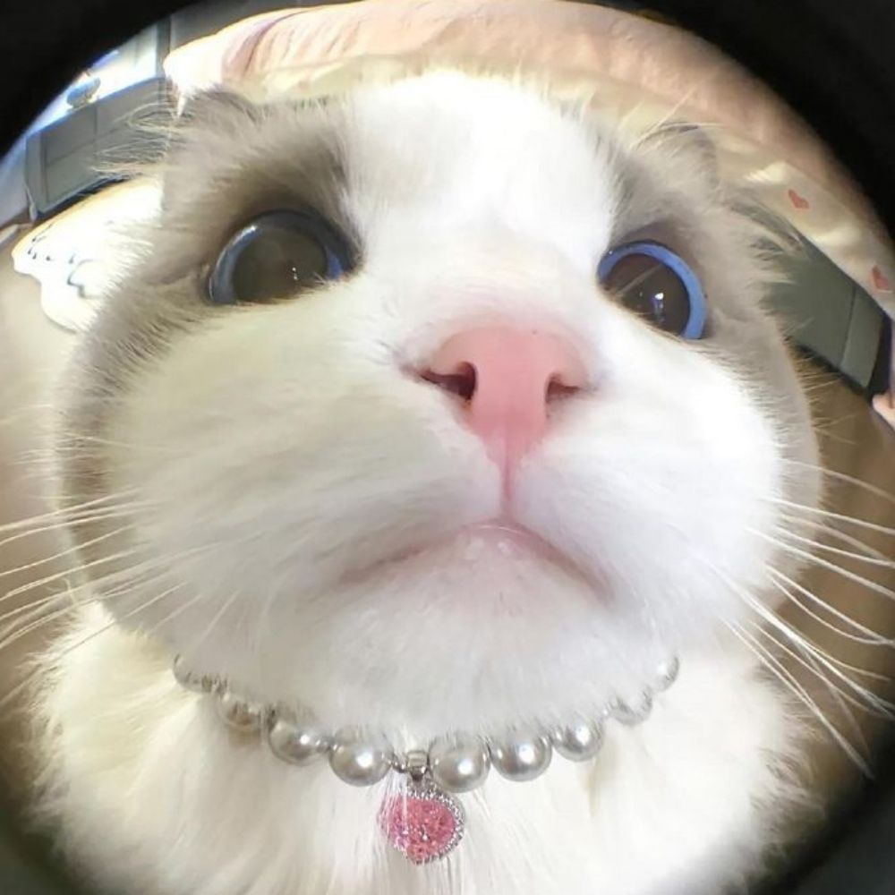 Anne