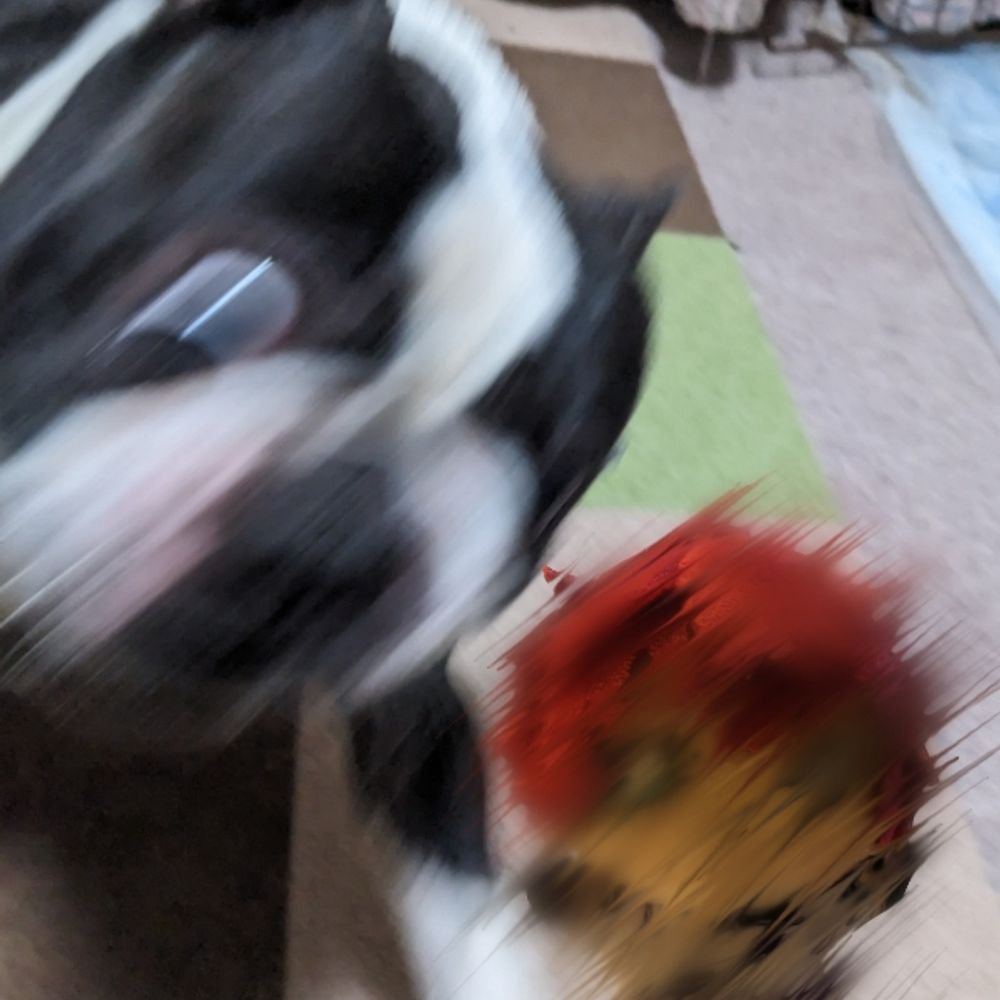 のんのすけ