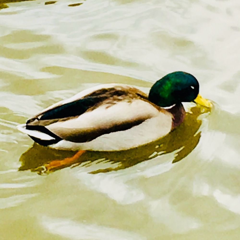 🦆