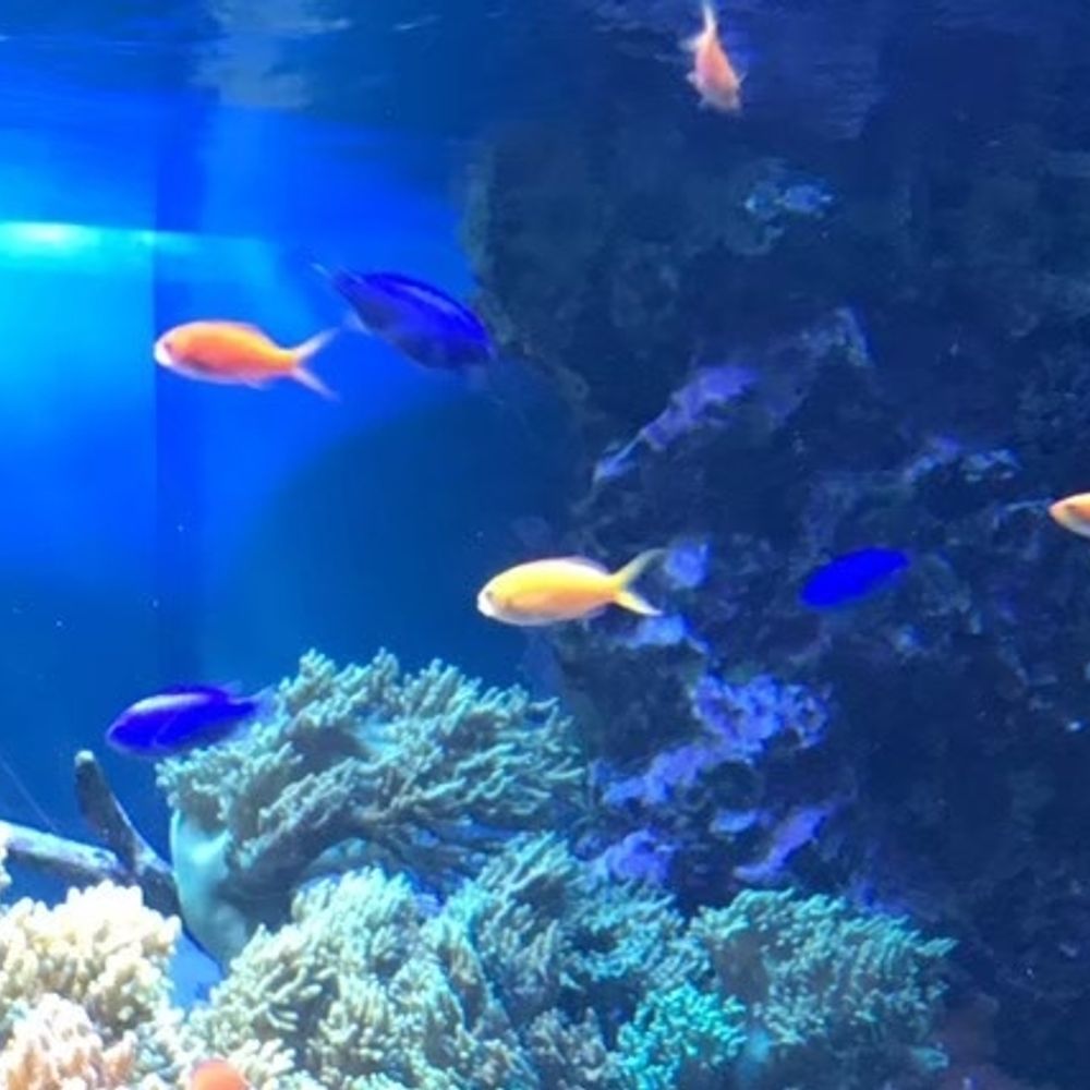 ｵｻｶﾅ