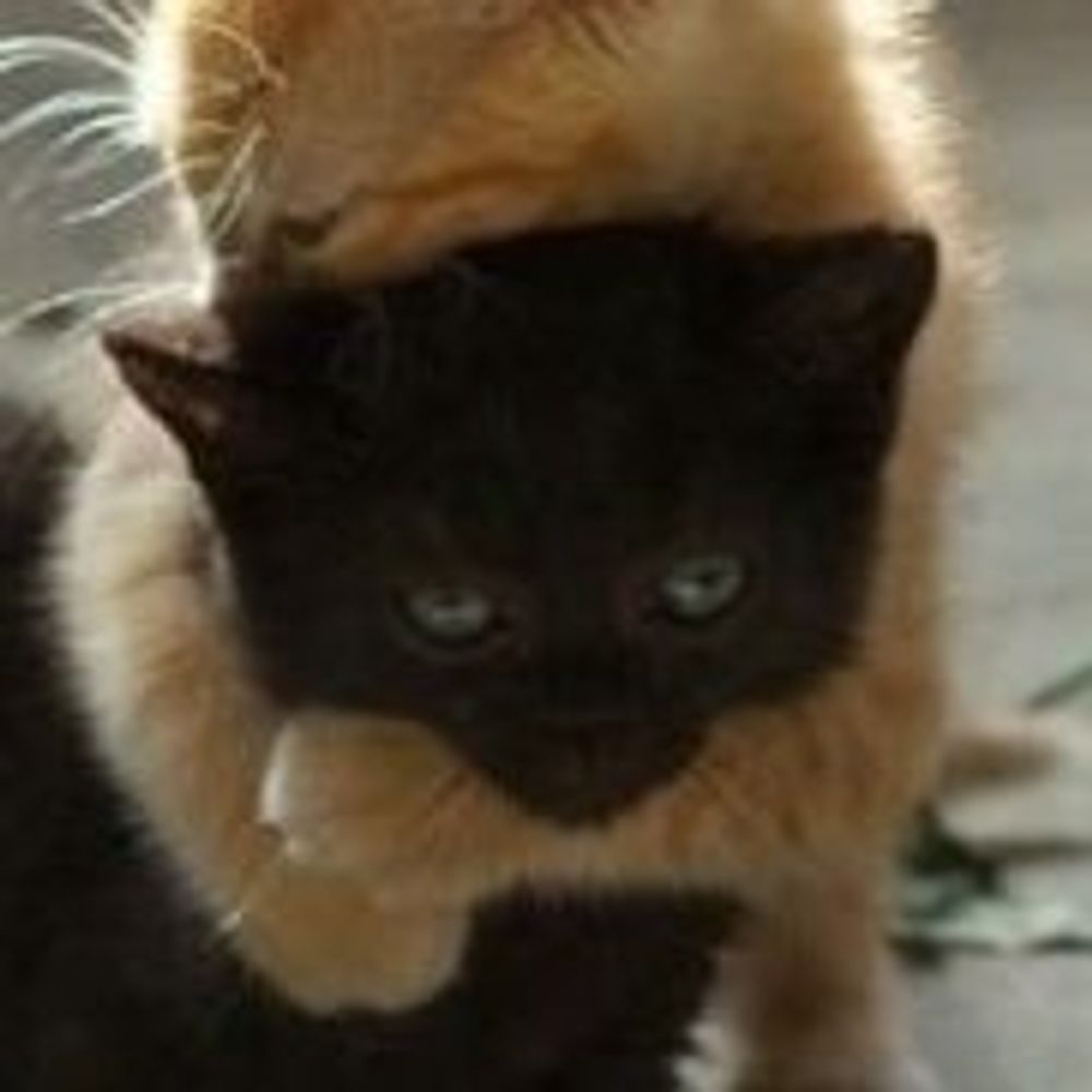 catto