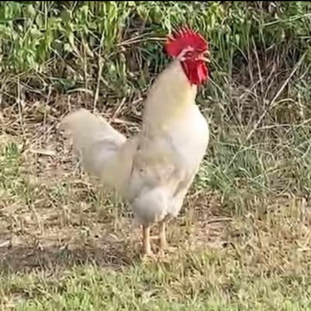 いもごろう