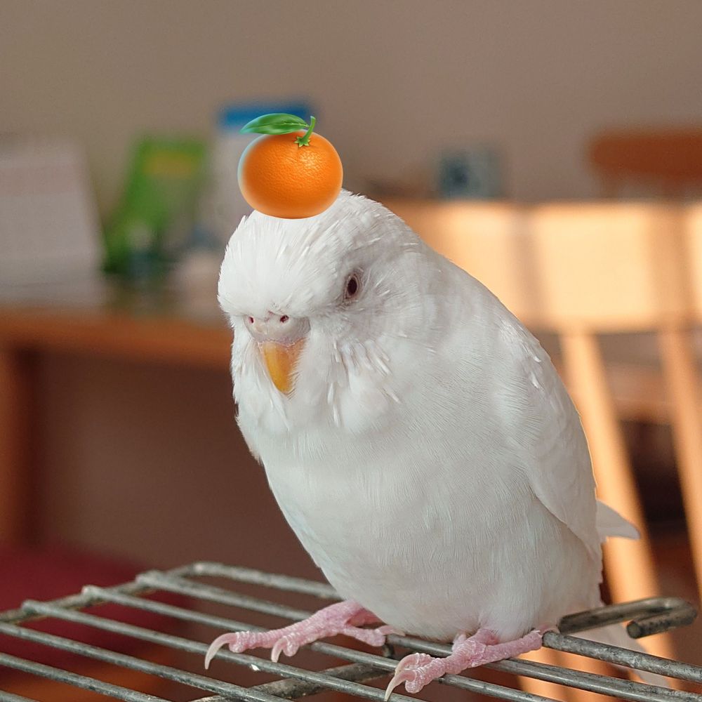 たきこめこ