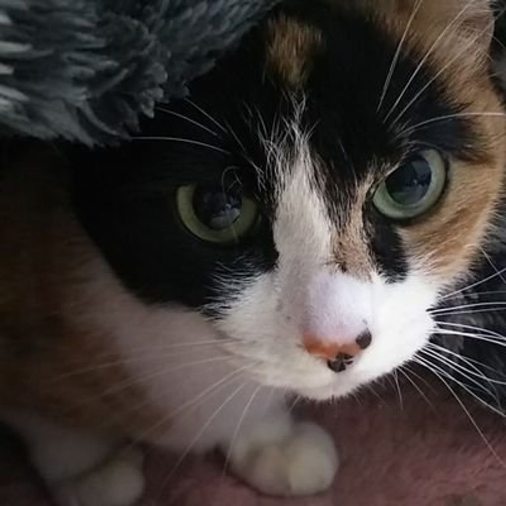みぃたま