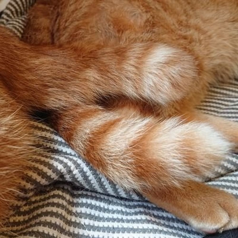 眉毛猫八兵衛🍚十兵衛師匠🐱ももすけ弟子🐱