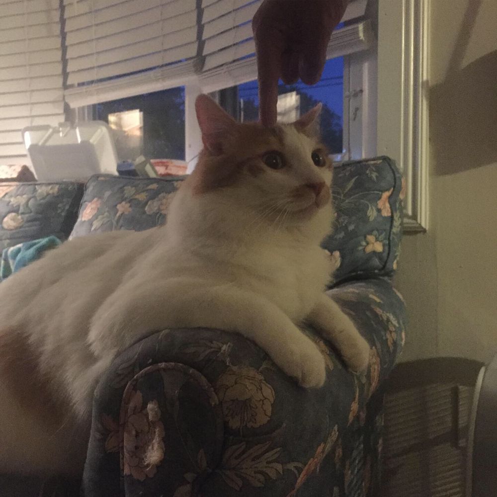 MayMeow 