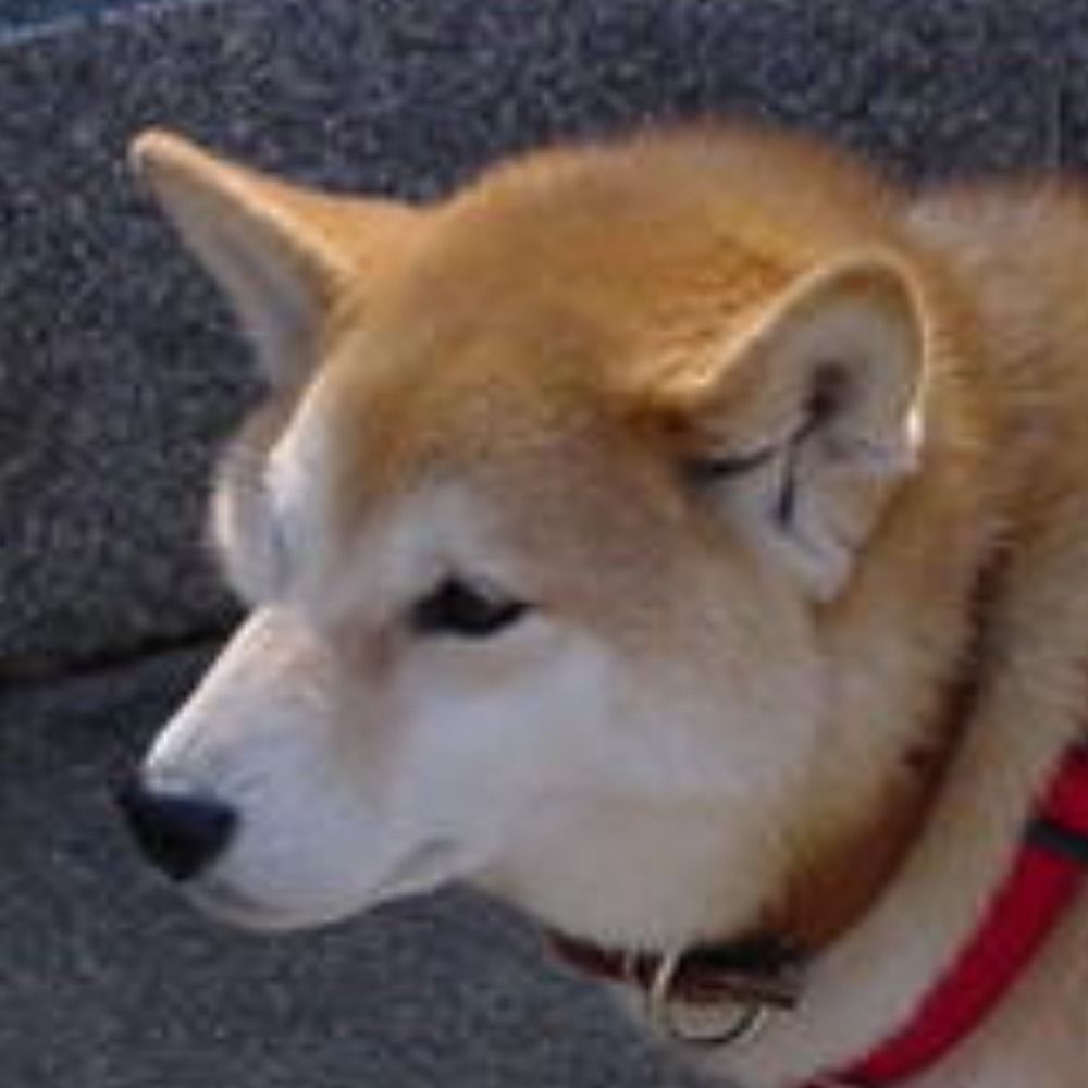 ポチ