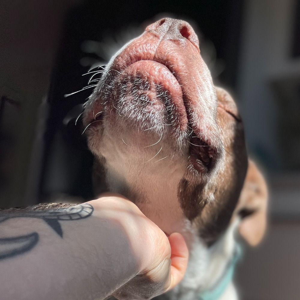 pupperino