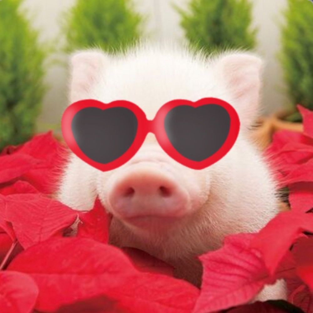 🐽 ぽんかん