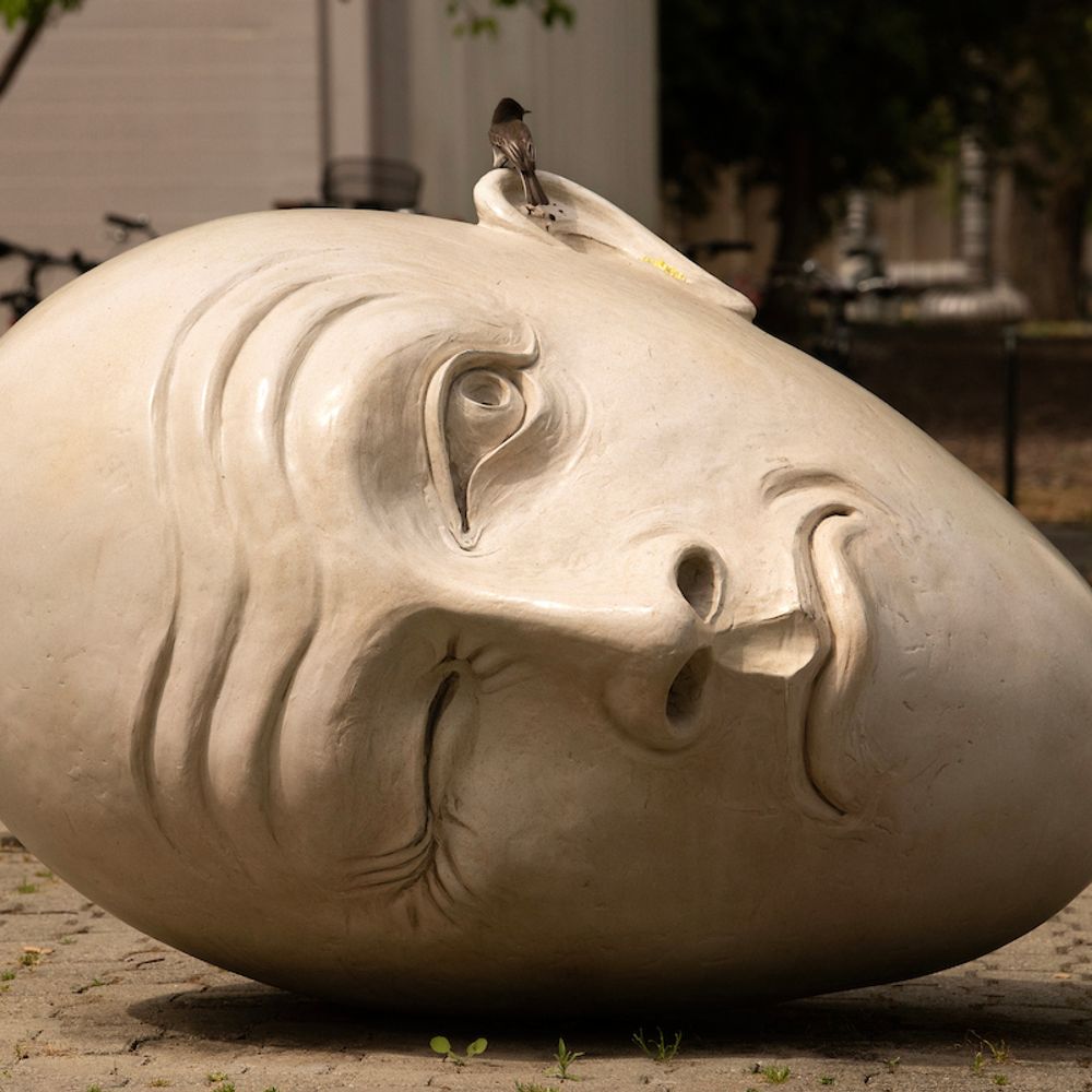 UC Davis Egghead
