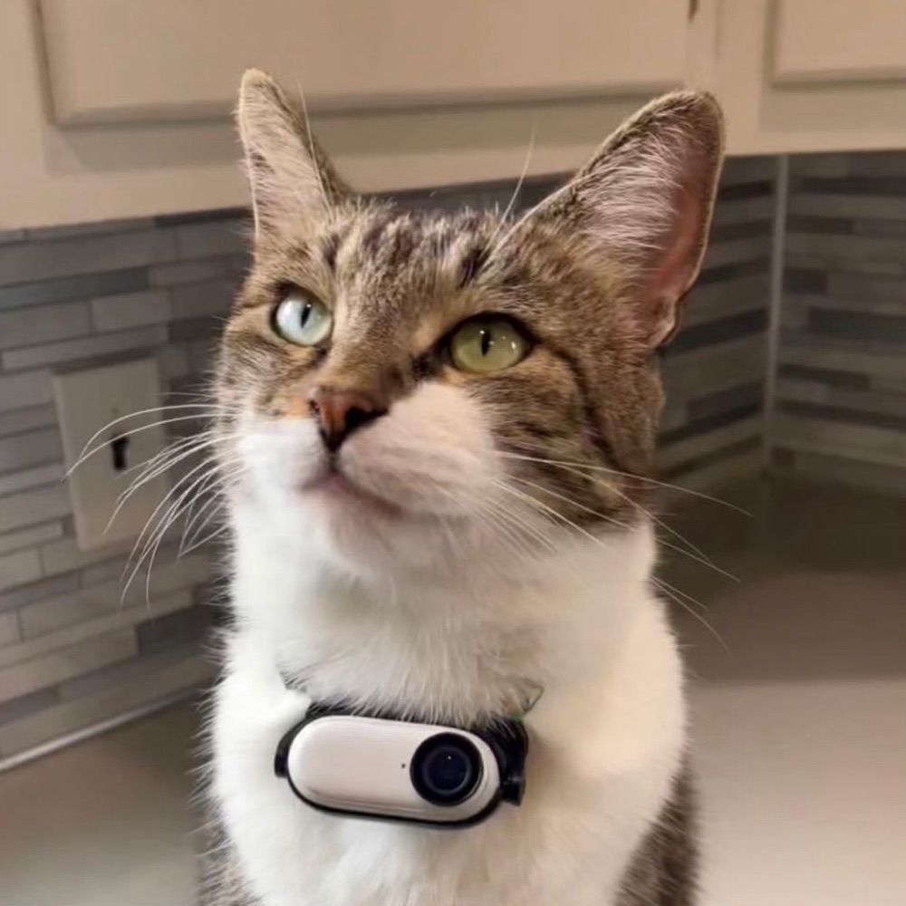 Mr Kitters the Cat 📣🐈