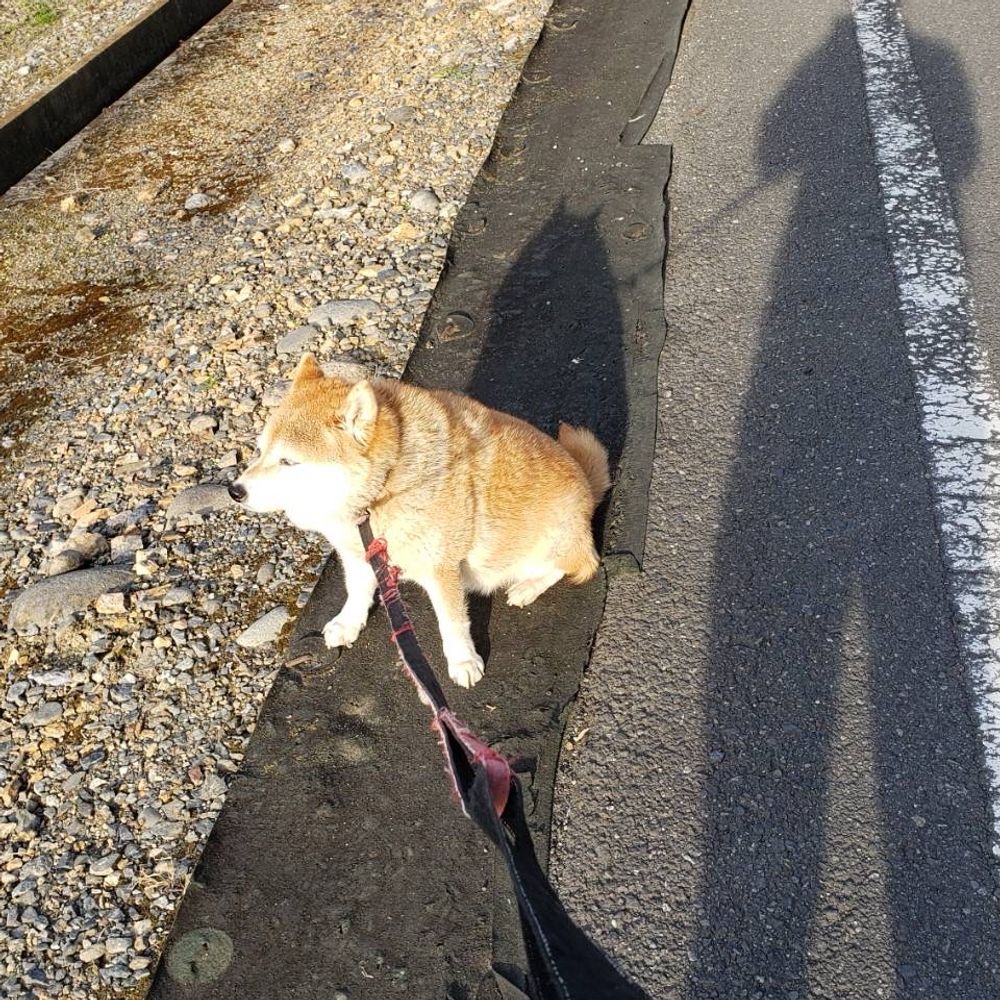 ✿黒犬黒✿ 