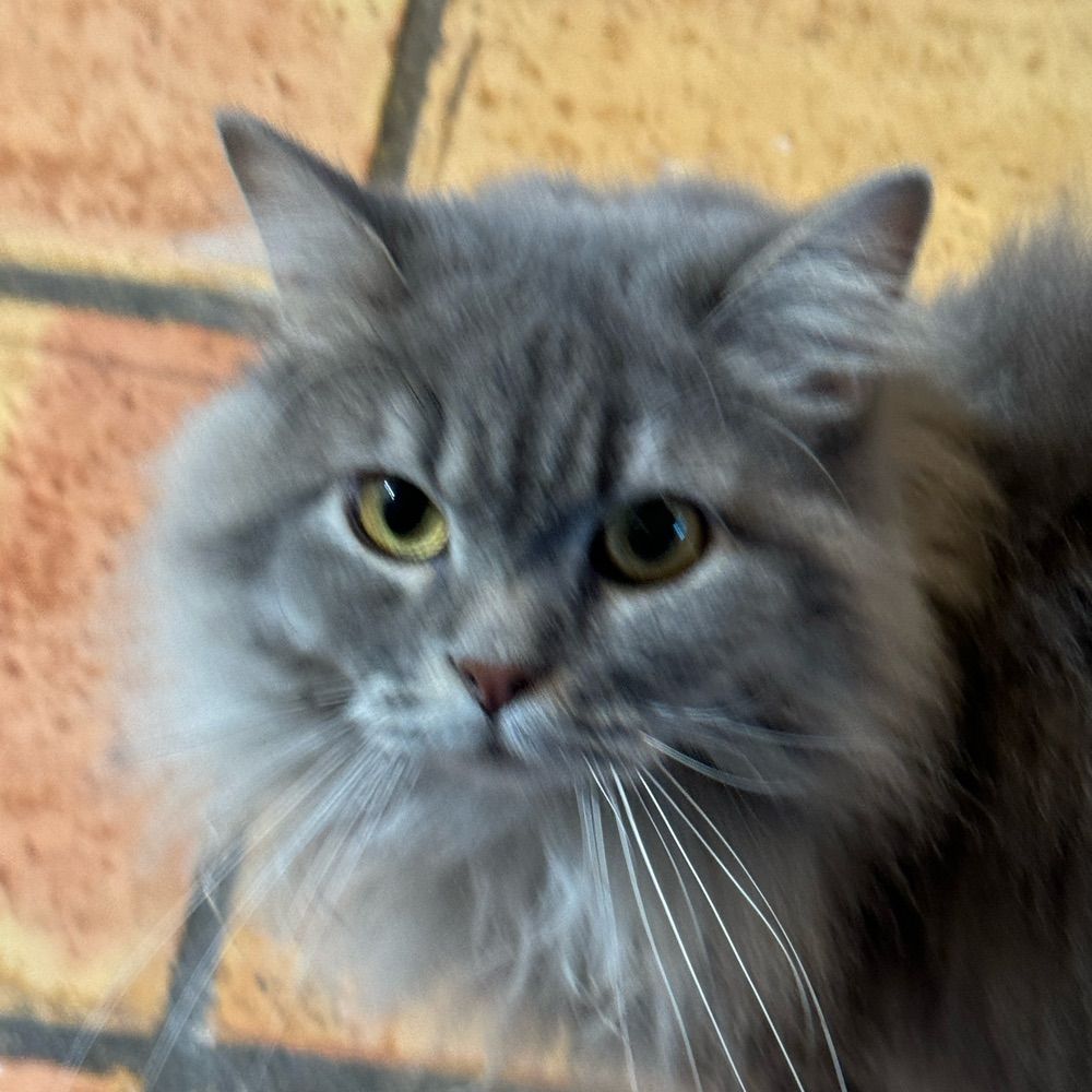 Salty Kitten Leslie