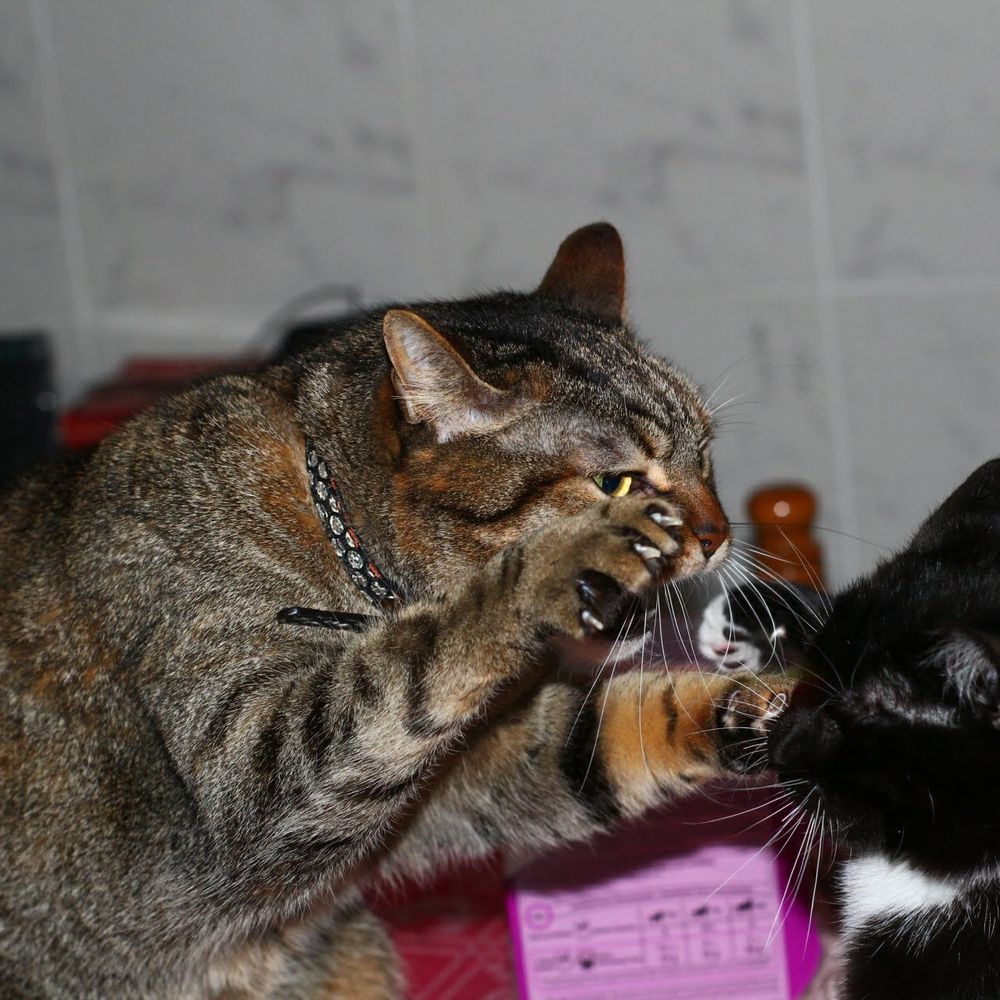 Felidae