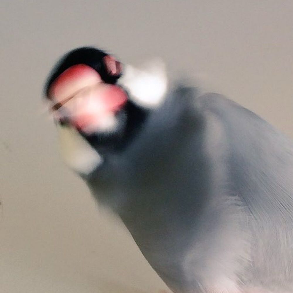 文鳥枢機卿