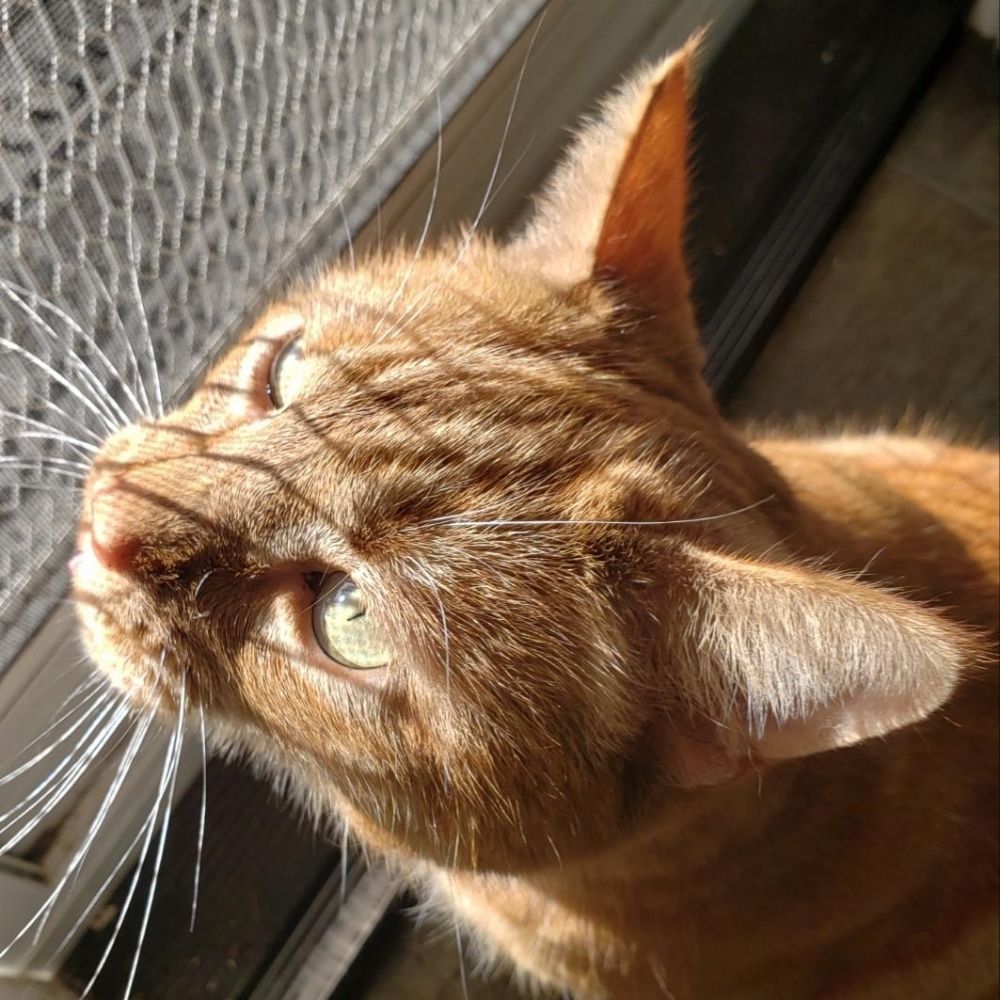 jo