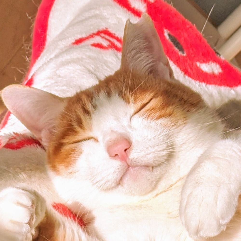 ウイユ