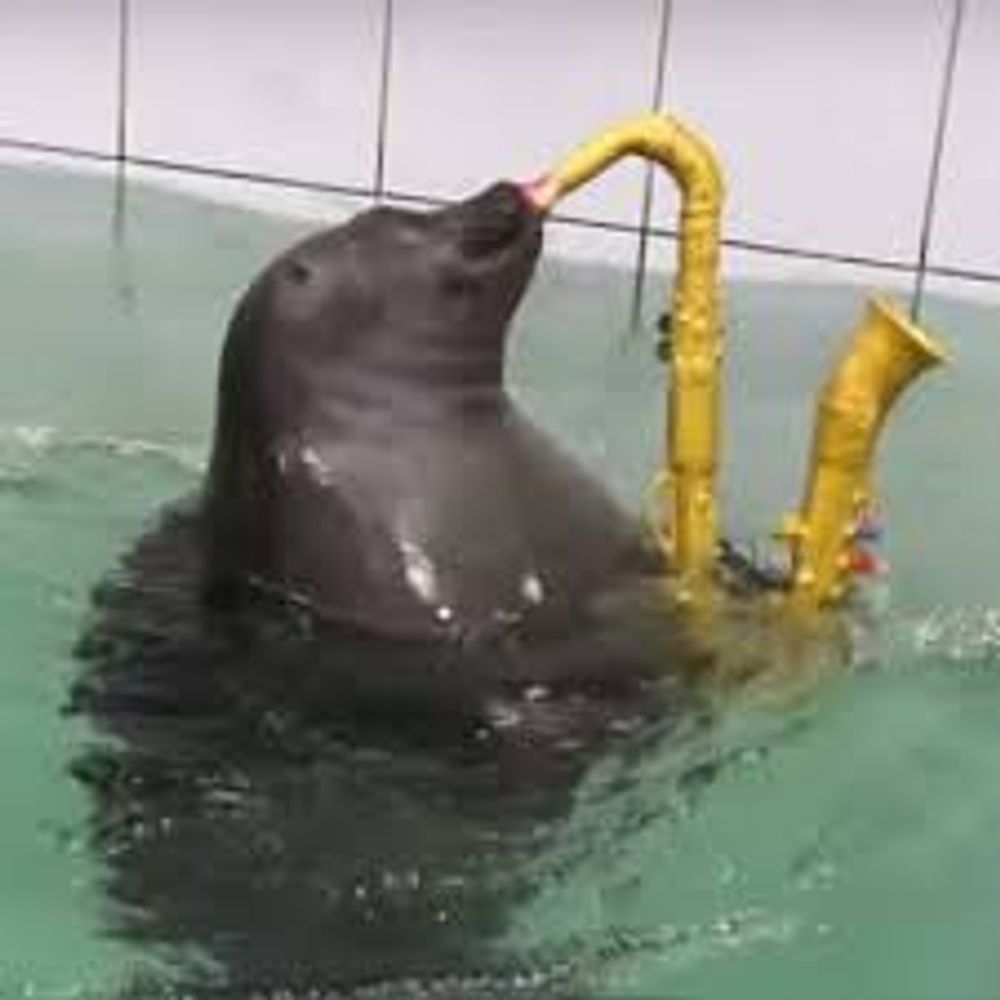 Foca da Meia Noite
