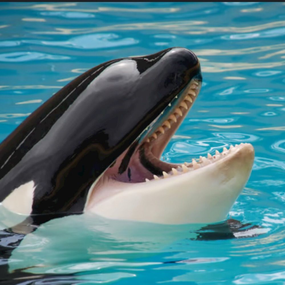 Orca